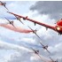 The Red Arrows Print For Sale